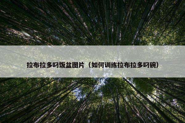 拉布拉多叼饭盆图片（如何训练拉布拉多叼碗）