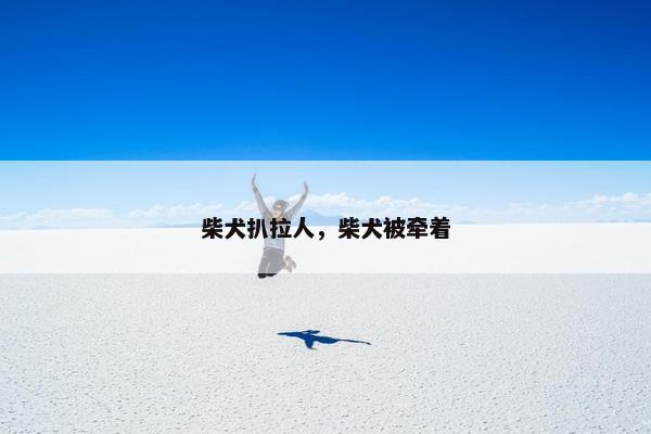柴犬扒拉人，柴犬被牵着