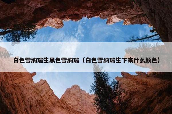 白色雪纳瑞生黑色雪纳瑞（白色雪纳瑞生下来什么颜色）