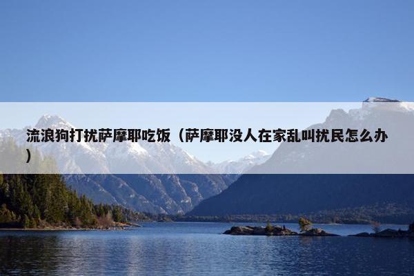 流浪狗打扰萨摩耶吃饭（萨摩耶没人在家乱叫扰民怎么办）