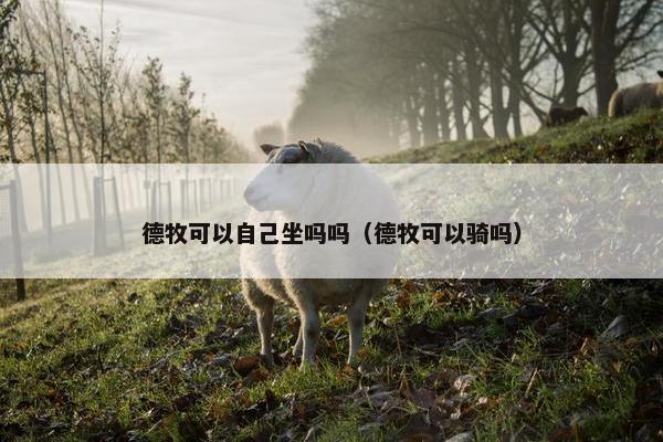 德牧可以自己坐吗吗（德牧可以骑吗）