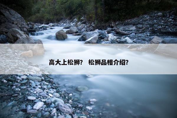 高大上松狮？ 松狮品相介绍？