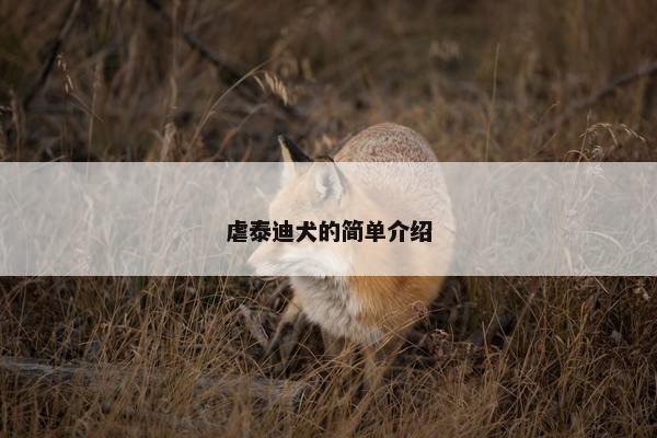虐泰迪犬的简单介绍