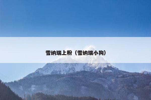 雪纳瑞上粉（雪纳瑞小狗）
