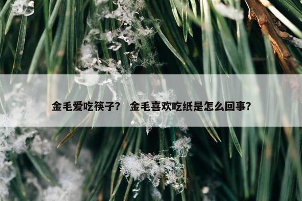 金毛爱吃筷子？ 金毛喜欢吃纸是怎么回事？