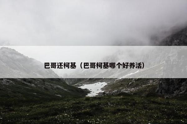巴哥还柯基（巴哥柯基哪个好养活）