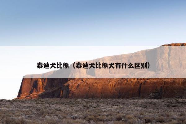 泰迪犬比熊（泰迪犬比熊犬有什么区别）