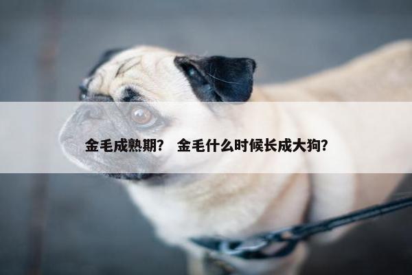 金毛成熟期？ 金毛什么时候长成大狗？