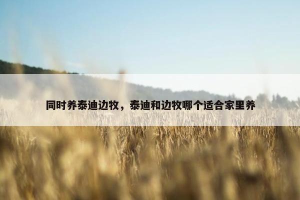 同时养泰迪边牧，泰迪和边牧哪个适合家里养