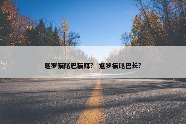 暹罗猫尾巴猫藓？ 暹罗猫尾巴长？