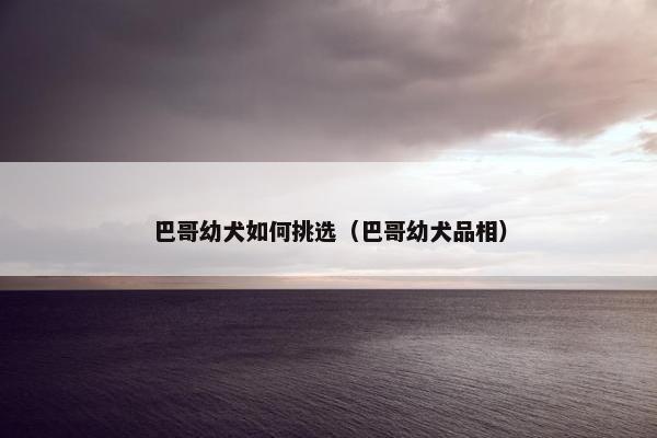 巴哥幼犬如何挑选（巴哥幼犬品相）