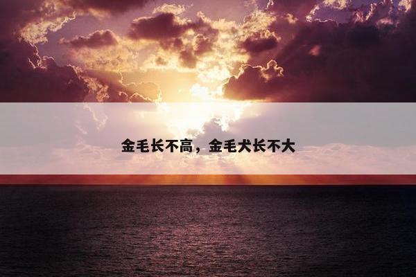 金毛长不高，金毛犬长不大