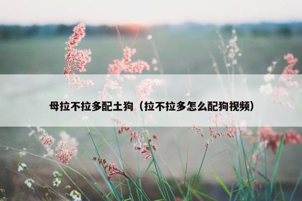 母拉不拉多配土狗（拉不拉多怎么配狗视频）