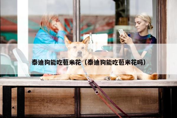 泰迪狗能吃苞米花（泰迪狗能吃苞米花吗）