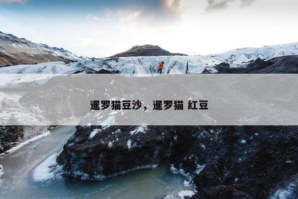 暹罗猫豆沙，暹罗猫 红豆