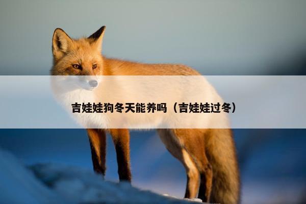 吉娃娃狗冬天能养吗（吉娃娃过冬）
