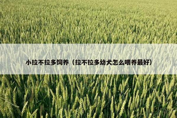 小拉不拉多饲养（拉不拉多幼犬怎么喂养最好）