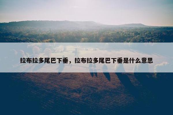 拉布拉多尾巴下垂，拉布拉多尾巴下垂是什么意思