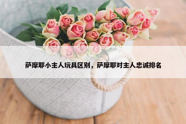 萨摩耶小主人玩具区别，萨摩耶对主人忠诚排名