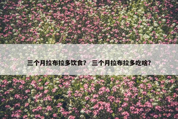 三个月拉布拉多饮食？ 三个月拉布拉多吃啥？