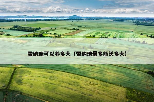 雪纳瑞可以养多大（雪纳瑞最多能长多大）