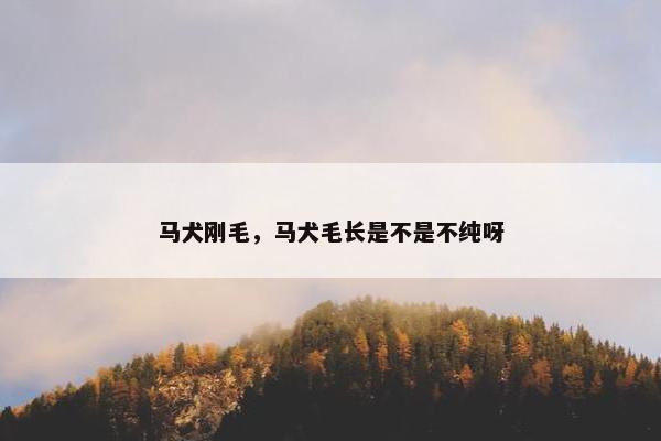 马犬刚毛，马犬毛长是不是不纯呀