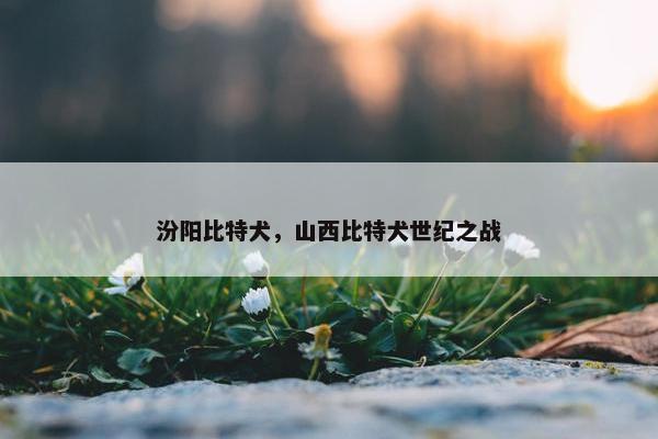 汾阳比特犬，山西比特犬世纪之战