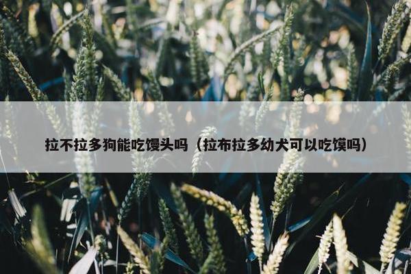 拉不拉多狗能吃馒头吗（拉布拉多幼犬可以吃馍吗）