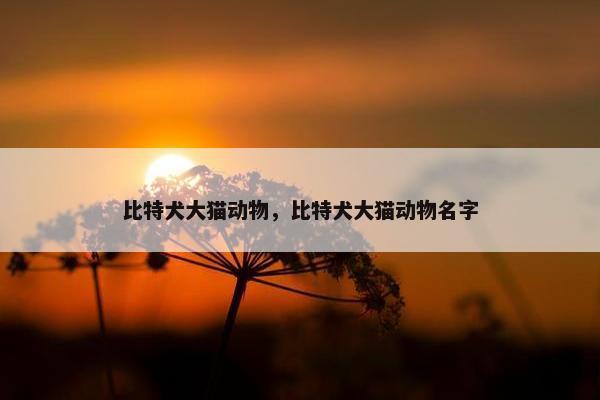 比特犬大猫动物，比特犬大猫动物名字