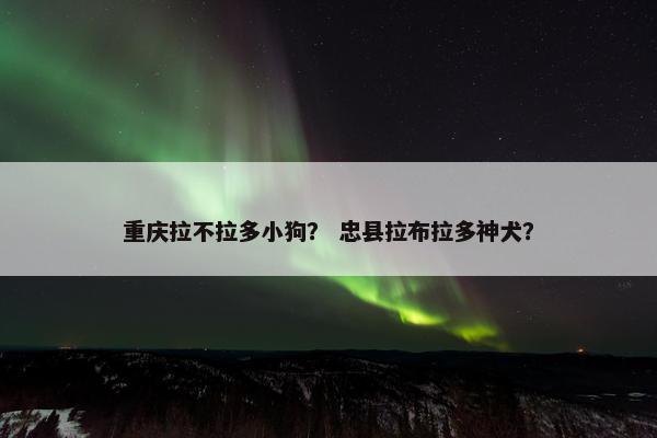 重庆拉不拉多小狗？ 忠县拉布拉多神犬？