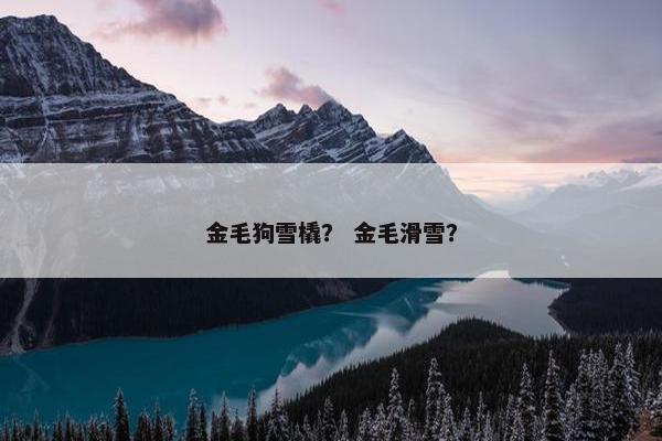 金毛狗雪橇？ 金毛滑雪？