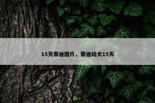 15天泰迪图片，泰迪幼犬15天