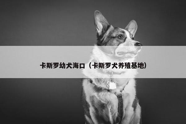 卡斯罗幼犬海口（卡斯罗犬养殖基地）