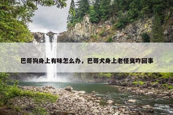 巴哥狗身上有味怎么办，巴哥犬身上老怪臭咋回事