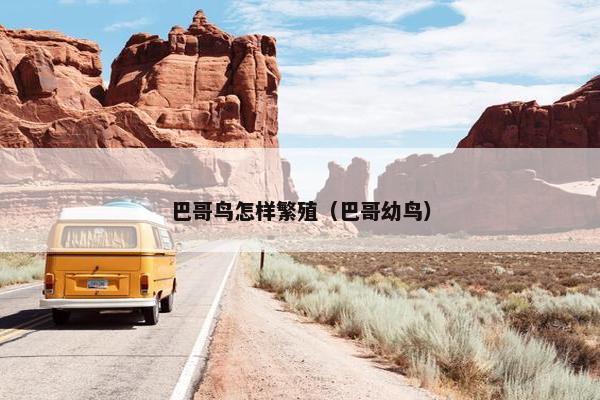 巴哥鸟怎样繁殖（巴哥幼鸟）