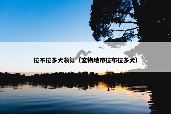 拉不拉多犬领舞（宠物地带拉布拉多犬）