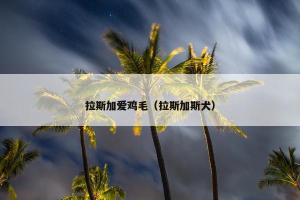 拉斯加爱鸡毛（拉斯加斯犬）