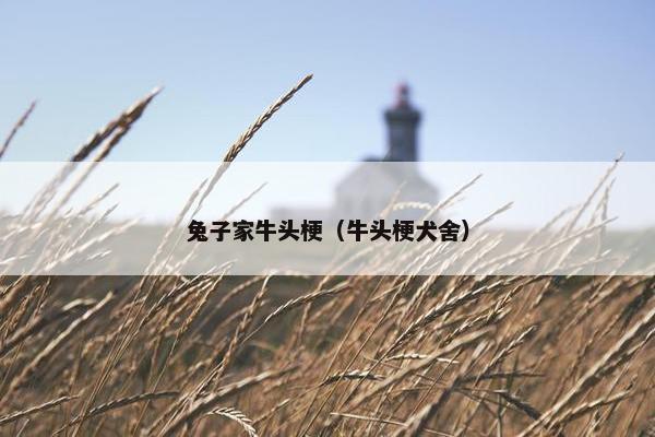 兔子家牛头梗（牛头梗犬舍）