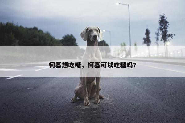 柯基想吃糖，柯基可以吃糖吗?