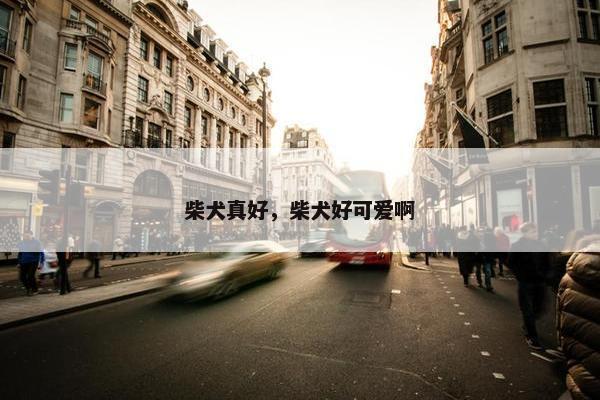柴犬真好，柴犬好可爱啊