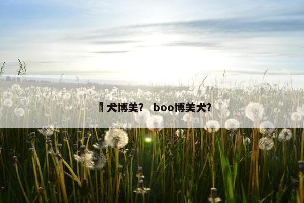 狛犬博美？ boo博美犬？