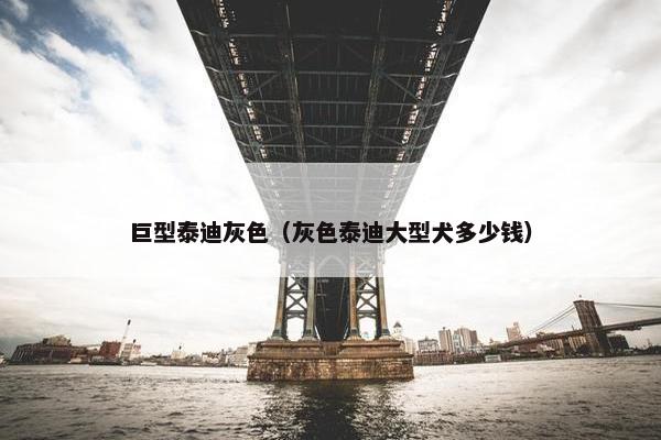 巨型泰迪灰色（灰色泰迪大型犬多少钱）