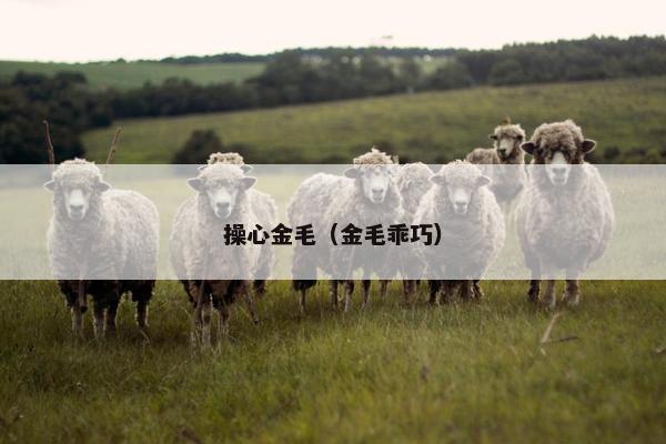 操心金毛(金毛乖巧) 操心金毛(金毛乖巧)