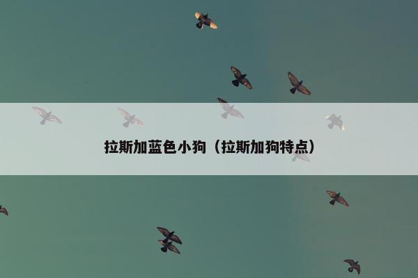 拉斯加蓝色小狗（拉斯加狗特点）