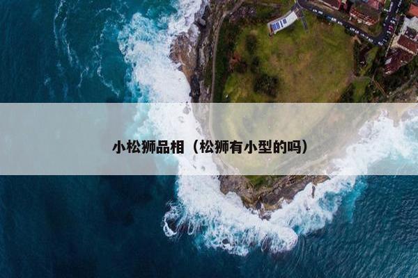 小松狮品相（松狮有小型的吗）