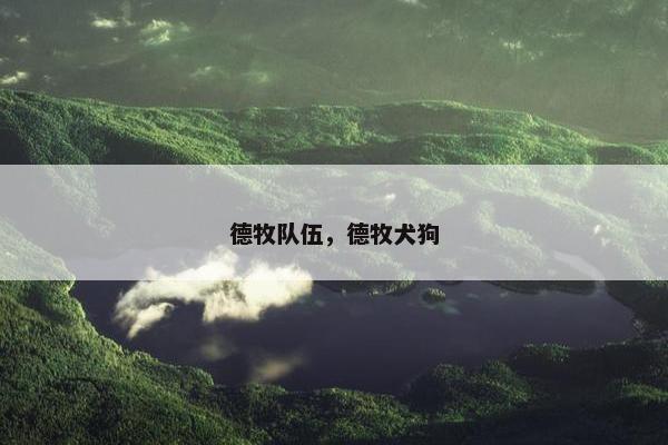 德牧队伍，德牧犬狗