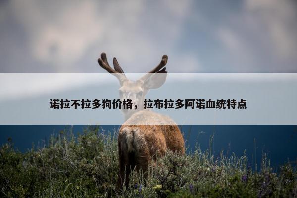 诺拉不拉多狗价格，拉布拉多阿诺血统特点