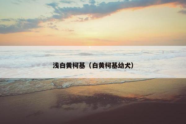 浅白黄柯基（白黄柯基幼犬）