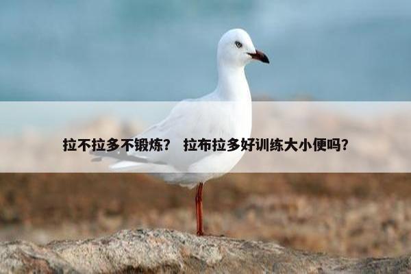 拉不拉多不锻炼？ 拉布拉多好训练大小便吗？