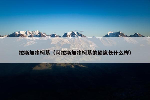 拉斯加串柯基（阿拉斯加串柯基的幼崽长什么样）
